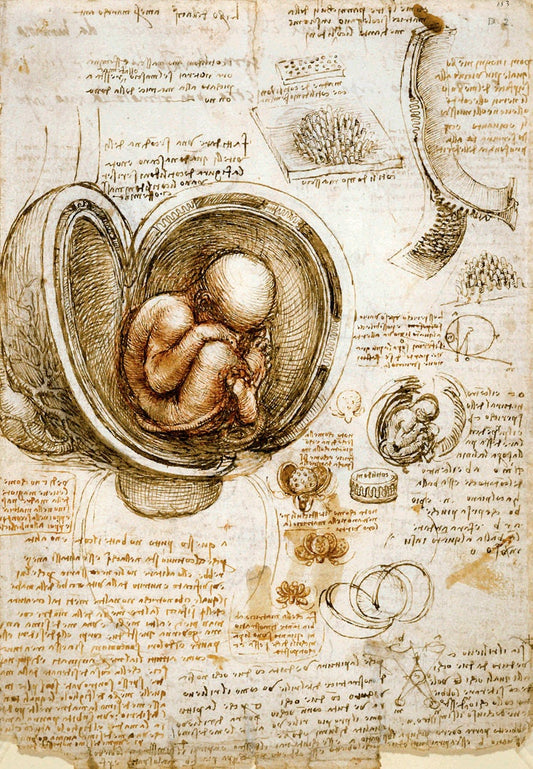 Antique art prints, Da Vinci Anatomical Medical Print, Studies of Fetus in the Womb Leonardo da Vinci FINE ART PRINT, drawing reproduction