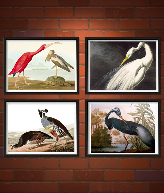 Birds, animals art, Vintage birds illustrations, American birds John Audobon FINE ART PRINT, Set prints, Illustrations, wall art, home decor