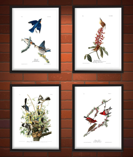 Birds, animal art, Vintage birds illustrations, American birds John Audubon FINE ART PRINT, Set 4 prints, Illustration, wall art, home decor