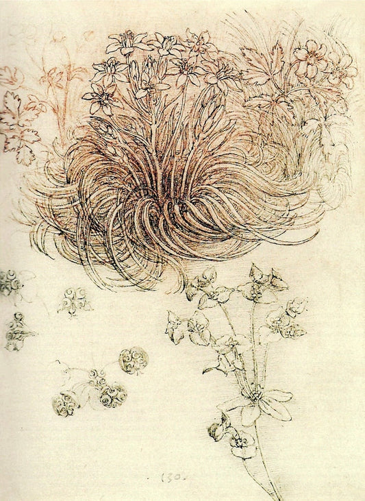Antique art prints, Da Vinci Botanical Print, Study of a Star of Bethlehem Leonardo da Vinci FINE ART PRINT, drawing reproduction