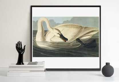 American animal art, birds illustrations, Swan and butterfly John James Audobon FINE ART PRINT, birds, swans art prints, posters, paintings