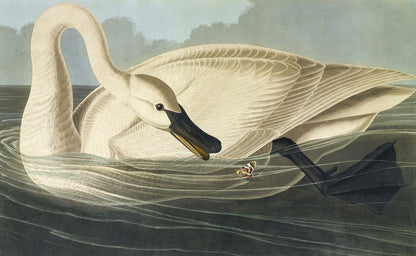 American animal art, birds illustrations, Swan and butterfly John James Audobon FINE ART PRINT, birds, swans art prints, posters, paintings