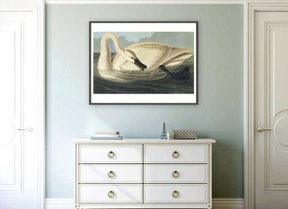 American animal art, birds illustrations, Swan and butterfly John James Audobon FINE ART PRINT, birds, swans art prints, posters, paintings