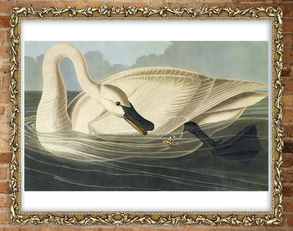 American animal art, birds illustrations, Swan and butterfly John James Audobon FINE ART PRINT, birds, swans art prints, posters, paintings